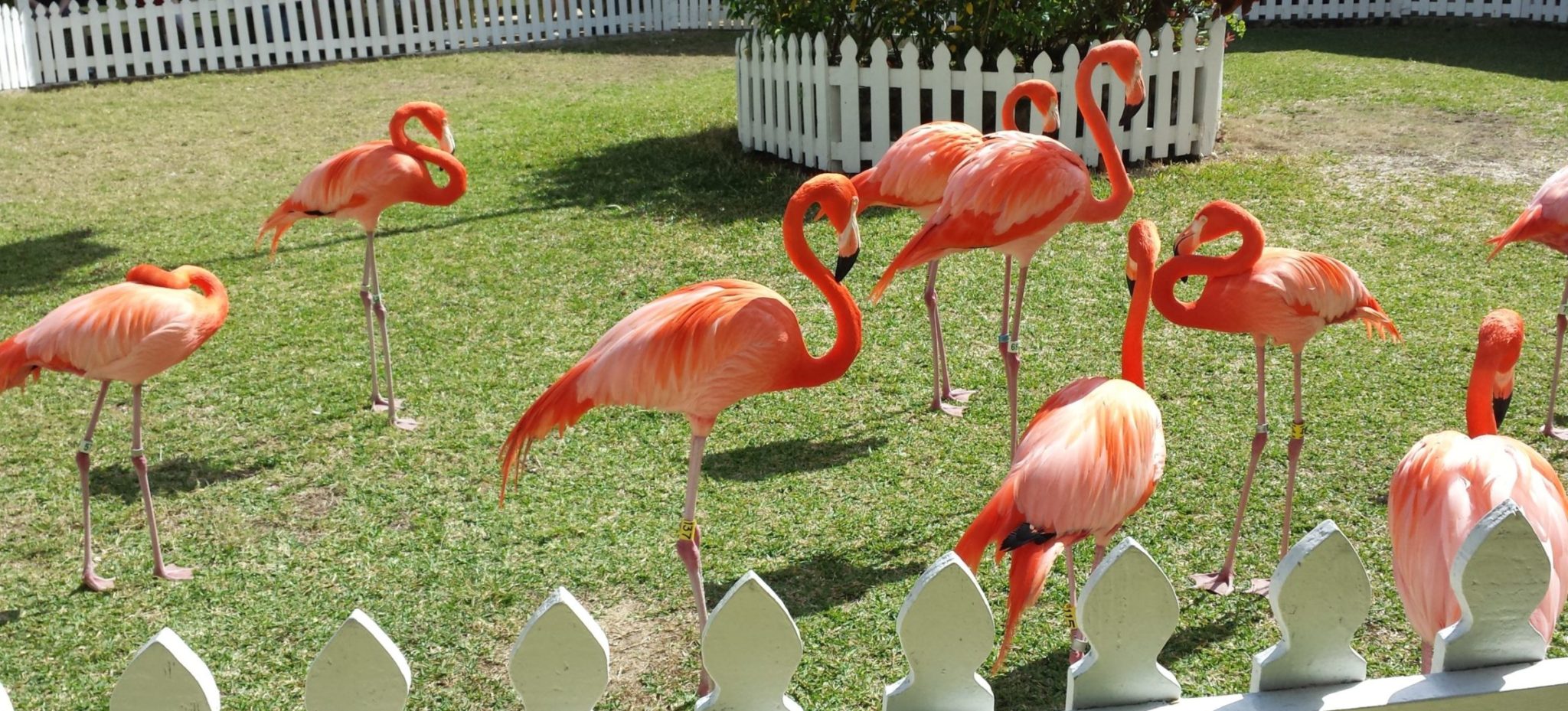 Flamingos standing on a lawn behind a white picket fence
